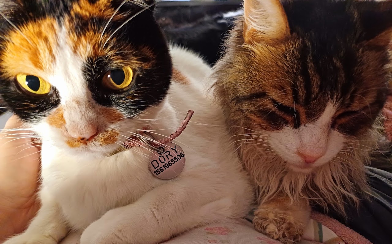 Dory, una de nuestras pacientes consentidas en Veterinaria Las Camelias