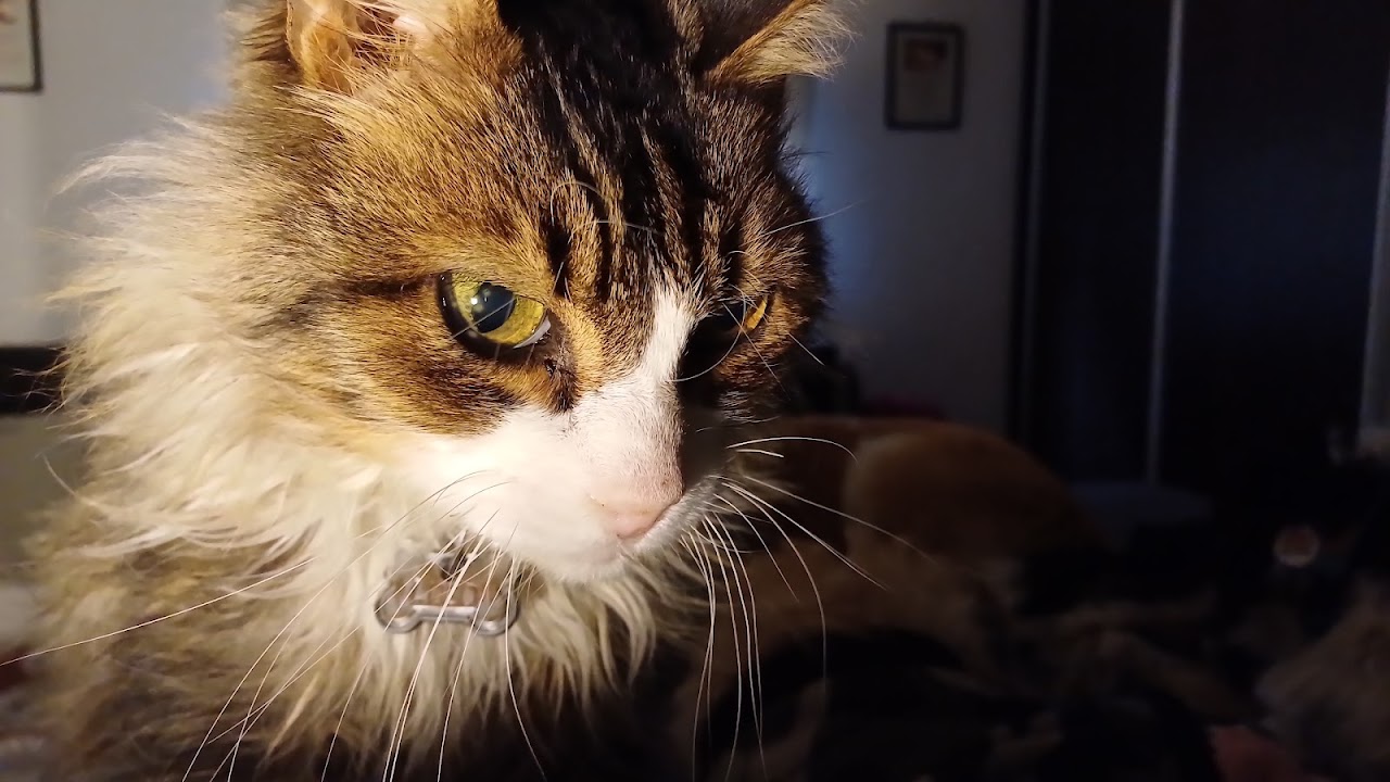 Visita de control a un gato en Veterinaria Las Camelias