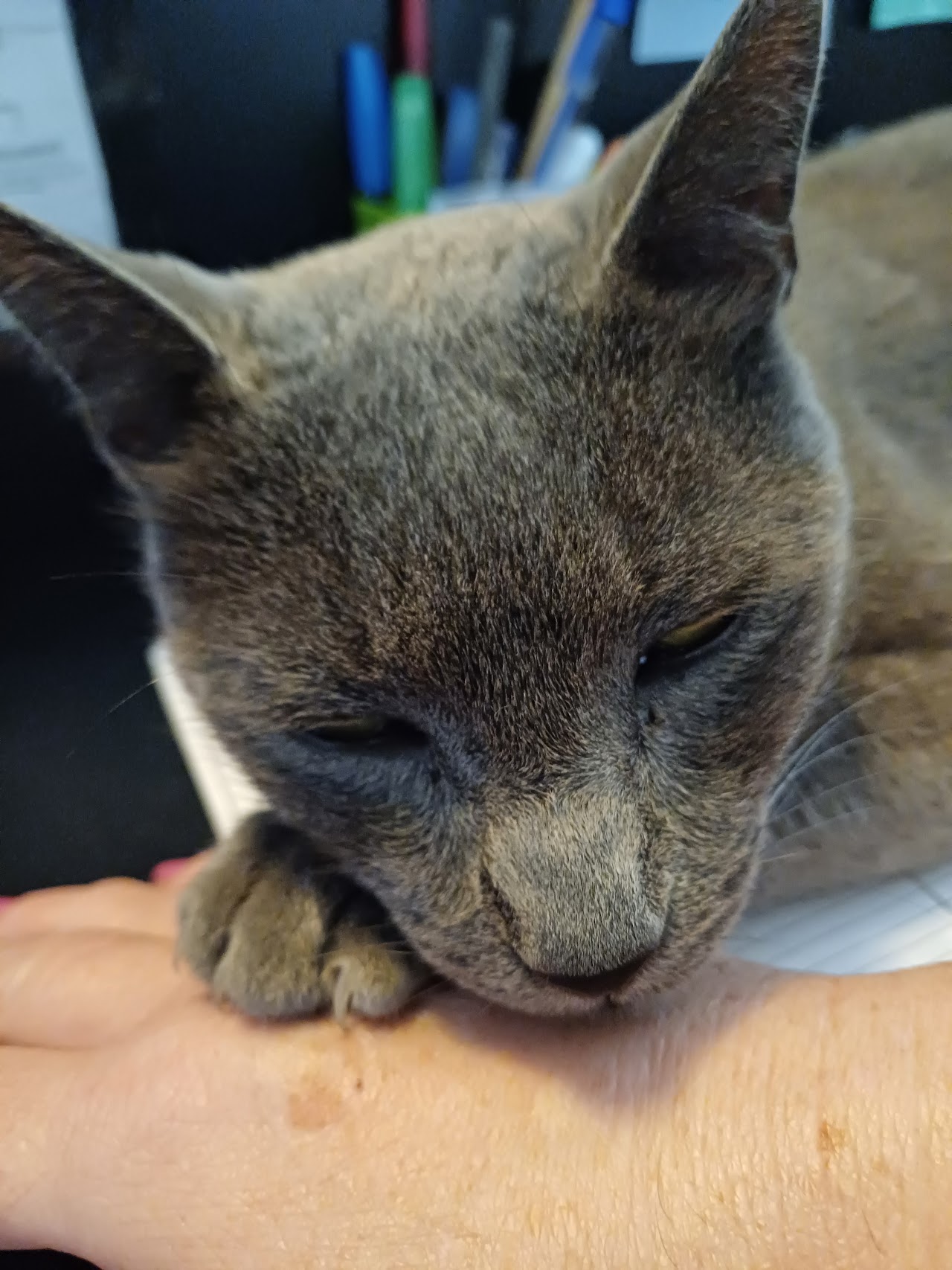 Atención personalizada a un paciente en Veterinaria Las Camelias