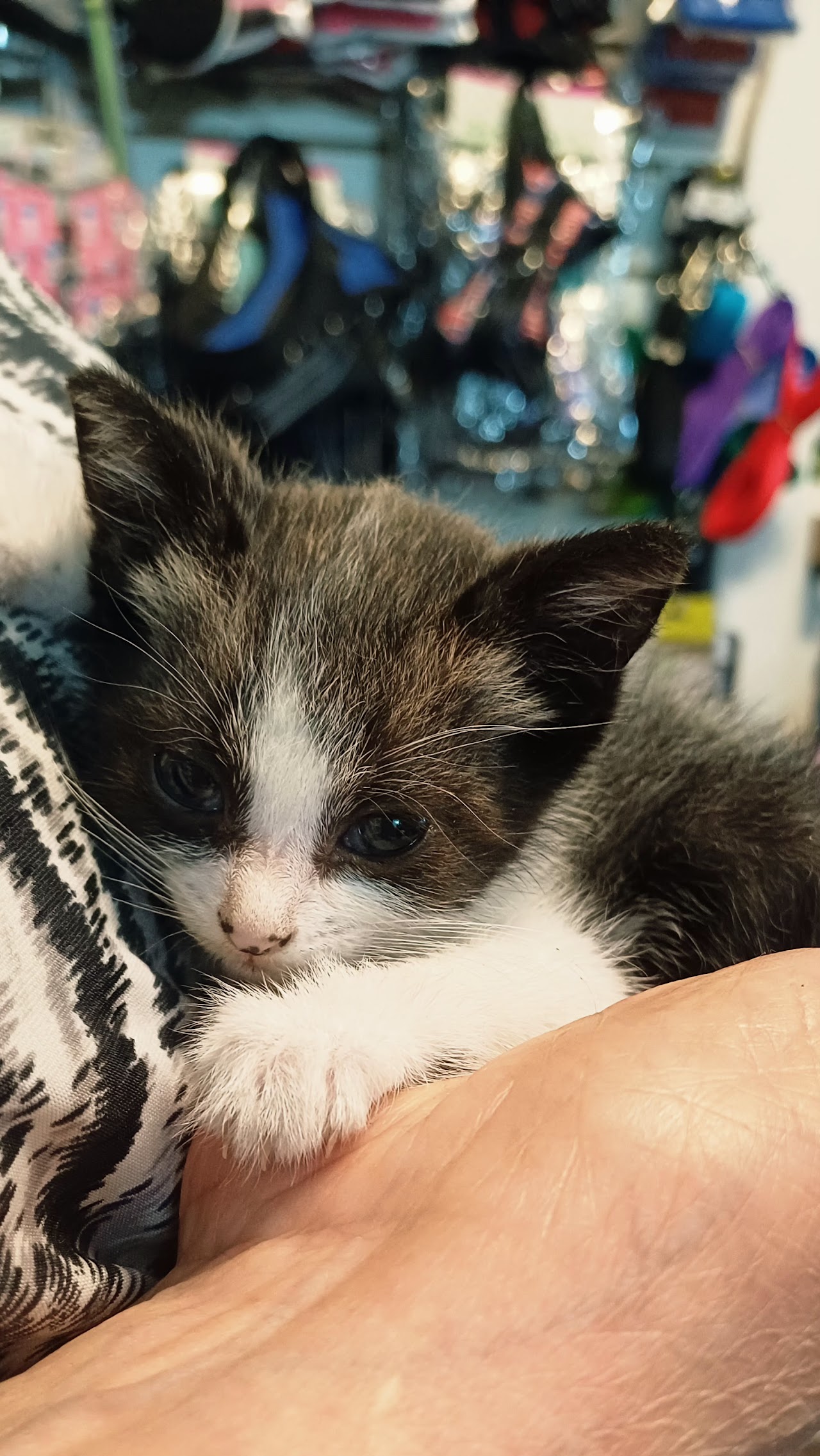Cachorro felino atendido en Veterinaria Las Camelias